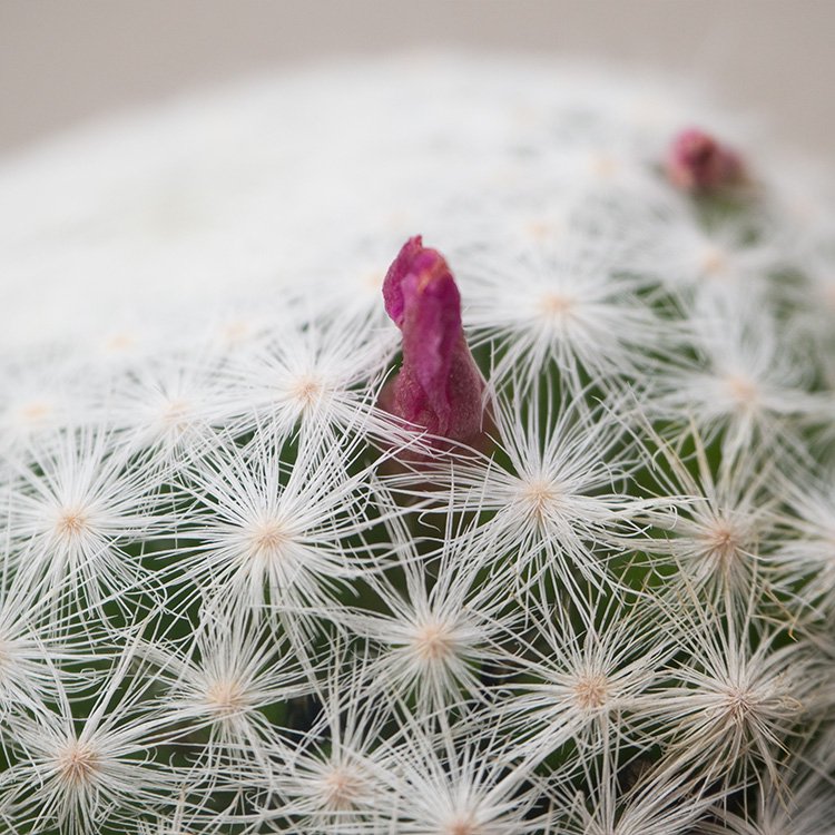 マミラリア 白雪姫 - 観葉植物・多肉植物・塊根植物の通販・ネットショップ｜the Farm UNIVERSAL ONLINE STORE