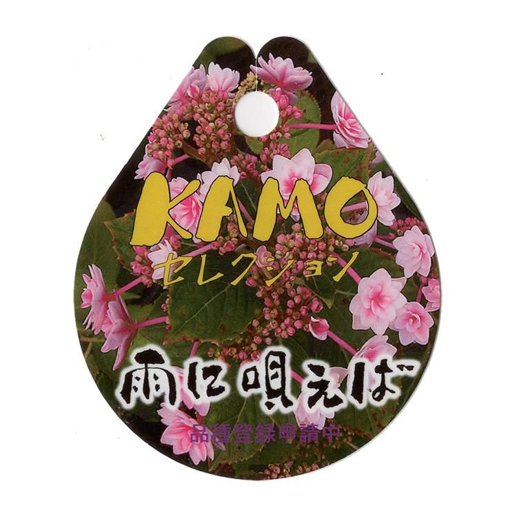 アジサイ 雨に唄えばの通信販売 ネットショップ 観葉植物 多肉植物 塊根植物の通販 ネットショップの The Farm Universal Online Store アジサイ 雨に唄えばの通信販売 ネットショップ 観葉植物 多肉植物 塊根植物の通販 ネットショップの The Farm Universal Online Store
