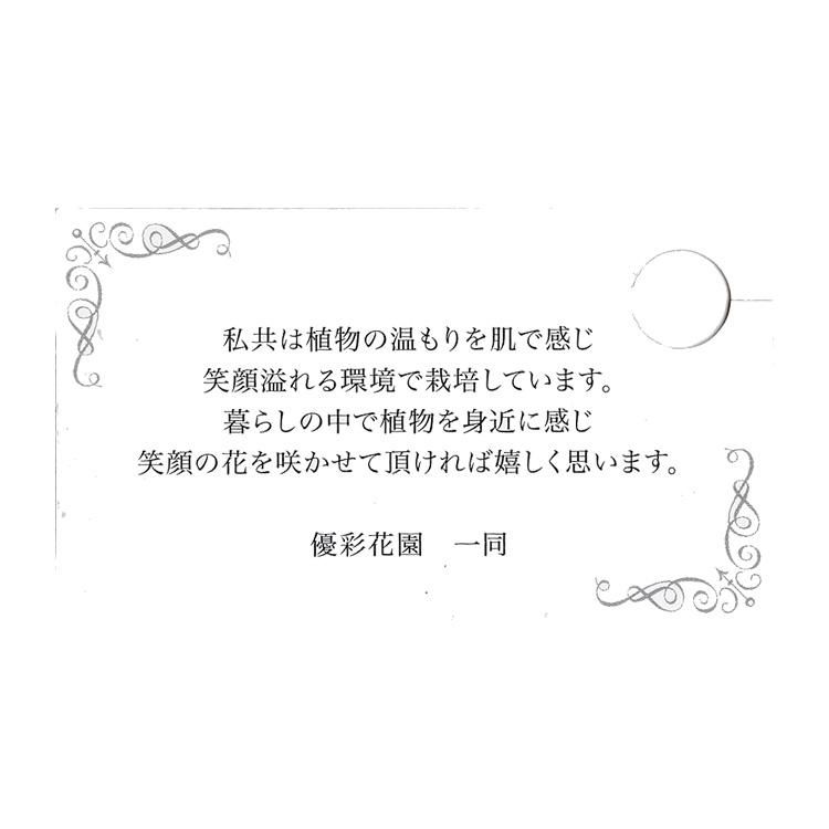 アジサイ 雨に唄えばの通信販売 ネットショップ 観葉植物 多肉植物 塊根植物の通販 ネットショップの The Farm Universal Online Store アジサイ 雨に唄えばの通信販売 ネットショップ 観葉植物 多肉植物 塊根植物の通販 ネットショップの The Farm Universal Online Store