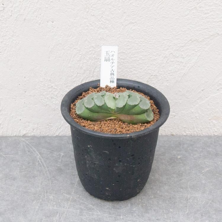 ハオルチア古典品種 玉扇の通信販売 ネットショップ 観葉植物 多肉植物 塊根植物の通販 ネットショップの The Farm Universal Online Store ハオルチア古典品種 玉扇の通信販売 ネットショップ 観葉植物 多肉植物 塊根植物の通販 ネットショップの The Farm Universal Online Store