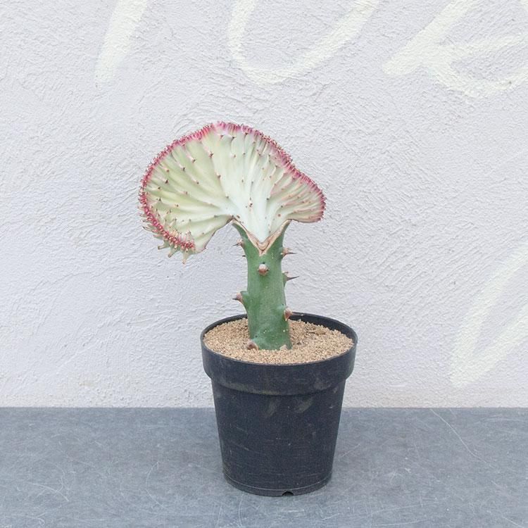 人気のユーフォルビア ラクテア クリスタータ コーラルカクタス 大明神 などの多肉植物を通信販売 国内最大級のガーデンセンター The Farm Universal から人気の観葉植物 希少な塊根植物 珍しい多肉植物をお届けします 人気のユーフォルビア ラクテア クリスタータ コーラルカクタス 大明神 などの多肉植物を通信販売 国内最大級のガーデンセンター The Farm Universal から人気の観葉植物 希少な塊根植物 珍しい多肉植物をお届けします