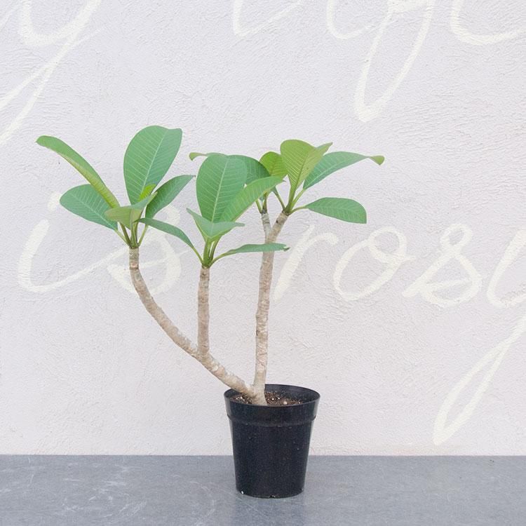 プルメリア カリフォルニアサンセット 観葉植物 多肉植物 塊根植物の通販 ネットショップ The Farm Universal Online Store プルメリア カリフォルニアサンセット 観葉植物 多肉植物 塊根植物の通販 ネットショップ The Farm Universal Online Store