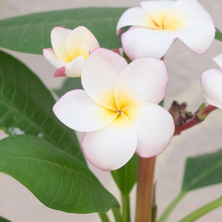 プルメリア ジャングルジャックス ミニホワイト 観葉植物 多肉植物 塊根植物の通販 ネットショップ The Farm Universal Online Store プルメリア ジャングルジャックス ミニホワイト 観葉植物 多肉植物 塊根植物の通販 ネットショップ The Farm Universal Online Store