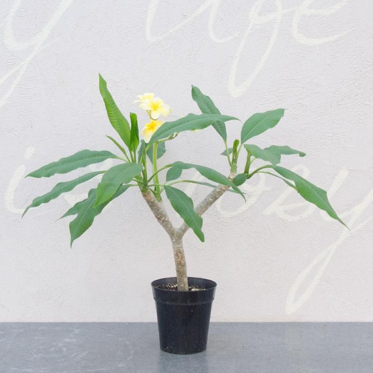 プルメリア エンジェルタッチ 観葉植物 多肉植物 塊根植物の通販 ネットショップ The Farm Universal Online Store プルメリア エンジェルタッチ 観葉植物 多肉植物 塊根植物の通販 ネットショップ The Farm Universal Online Store