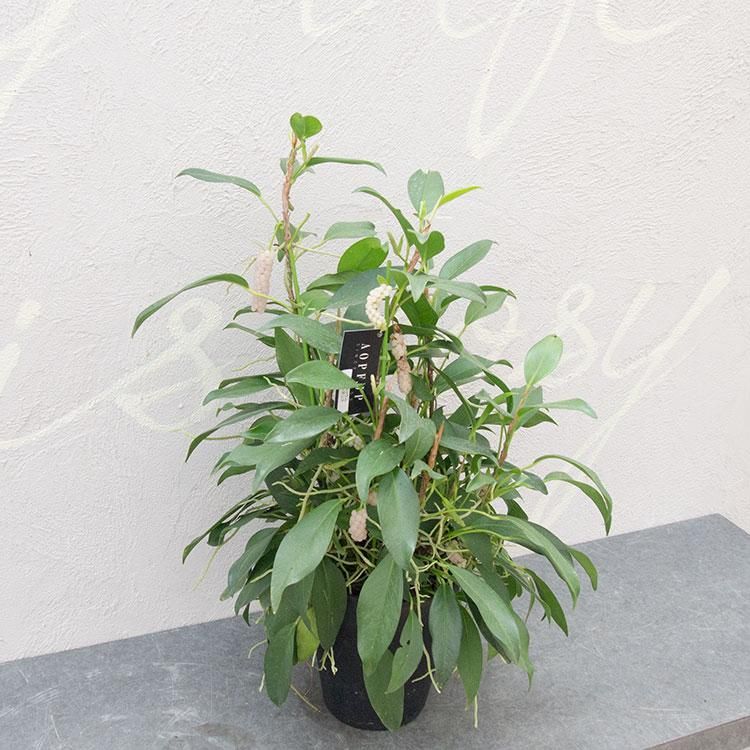 アンスリウム スカンデンスの通信販売 ネットショップ 観葉植物 多肉植物 塊根植物の通販 ネットショップの The Farm Universal Online Store アンスリウム スカンデンスの通信販売 ネットショップ 観葉植物 多肉植物 塊根植物の通販 ネットショップの The Farm Universal Online Store