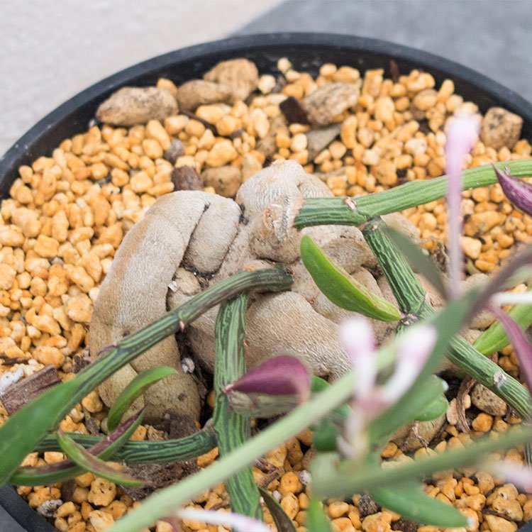 モナデニウム ルベルム - 観葉植物・多肉植物・塊根植物の通販・ネットショップ｜the Farm UNIVERSAL ONLINE STORE