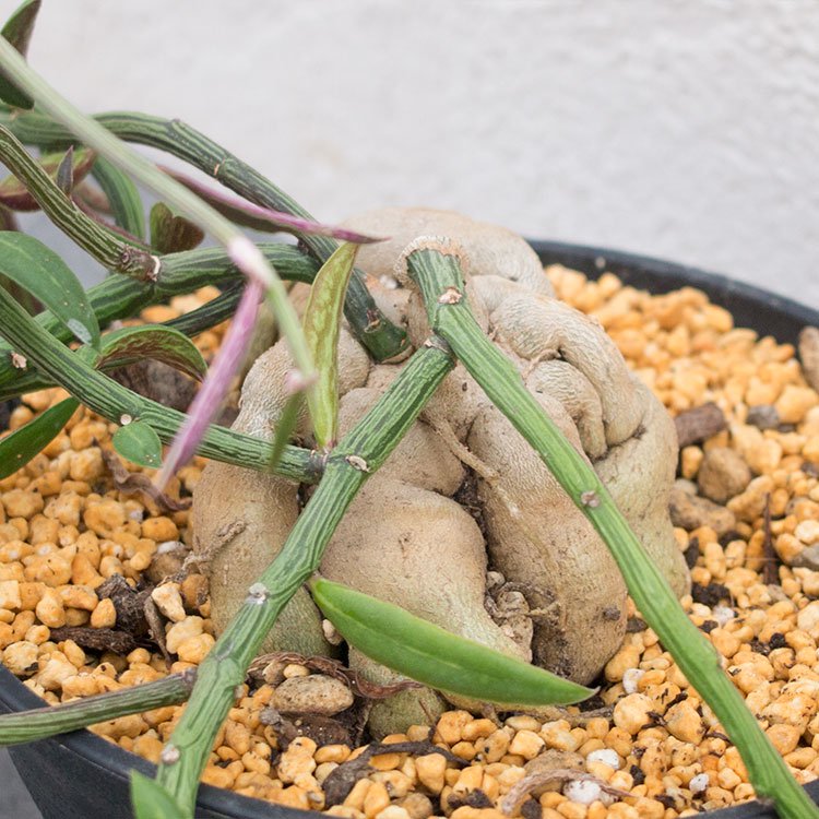 モナデニウム ルベルム - 観葉植物・多肉植物・塊根植物の通販・ネットショップ｜the Farm UNIVERSAL ONLINE STORE