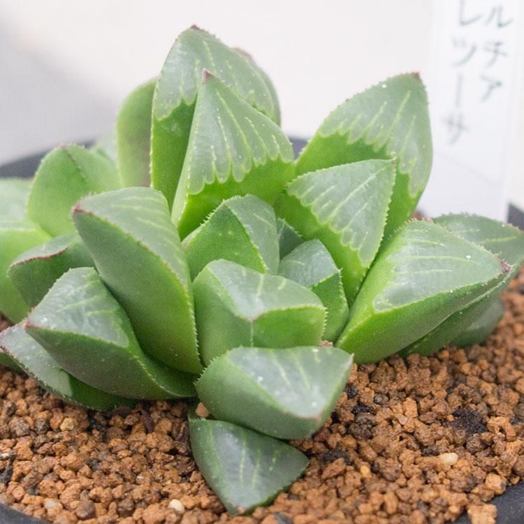 ハオルチア 濃緑レツーサの通信販売 ネットショップ 観葉植物 多肉植物 塊根植物の通販 ネットショップの The Farm Universal Online Store