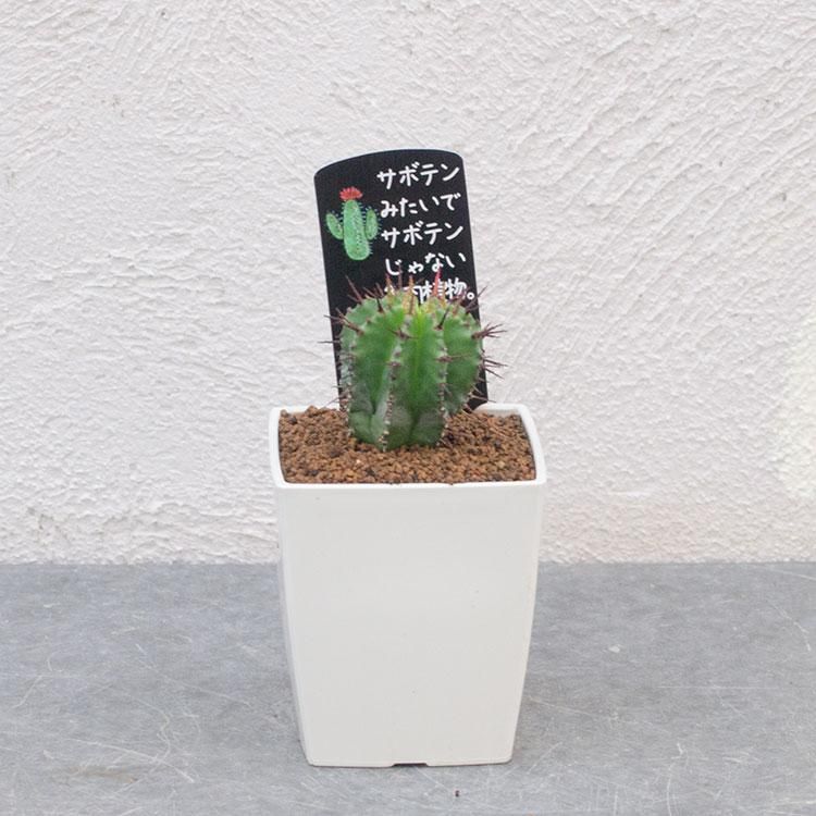 ユーフォルビア ポリゴナの通信販売 ネットショップ 観葉植物 多肉植物 塊根植物の通販 ネットショップの The Farm Universal Online Store ユーフォルビア ポリゴナの通信販売 ネットショップ 観葉植物 多肉植物 塊根植物の通販 ネットショップの The Farm Universal Online Store