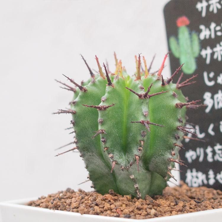 ユーフォルビア ポリゴナの通信販売 ネットショップ 観葉植物 多肉植物 塊根植物の通販 ネットショップの The Farm Universal Online Store ユーフォルビア ポリゴナの通信販売 ネットショップ 観葉植物 多肉植物 塊根植物の通販 ネットショップの The Farm Universal Online Store