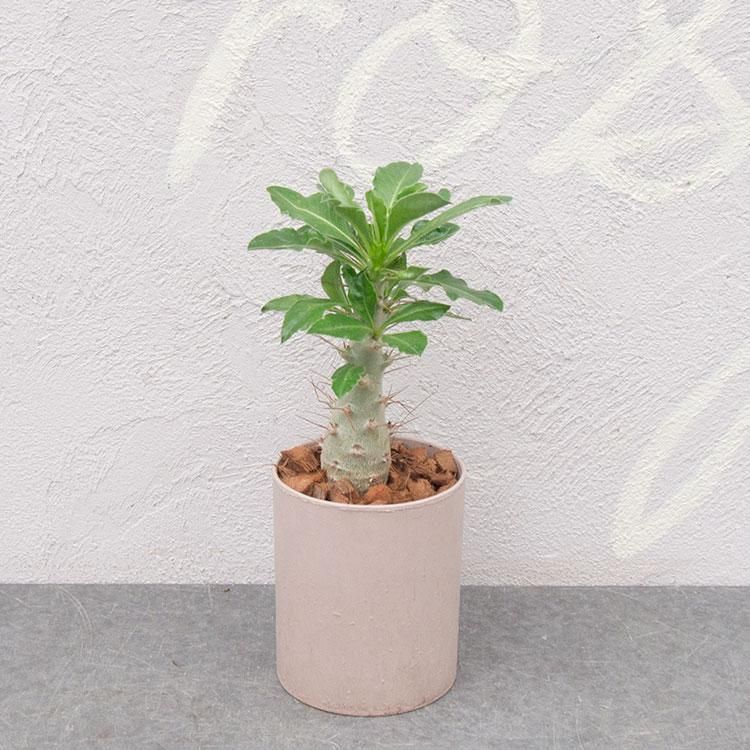 パキポディウム サンデルシーの通信販売 ネットショップ 観葉植物 多肉植物 塊根植物の通販 ネットショップの The Farm Universal Online Store パキポディウム サンデルシーの通信販売 ネットショップ 観葉植物 多肉植物 塊根植物の通販 ネットショップの The Farm Universal Online Store