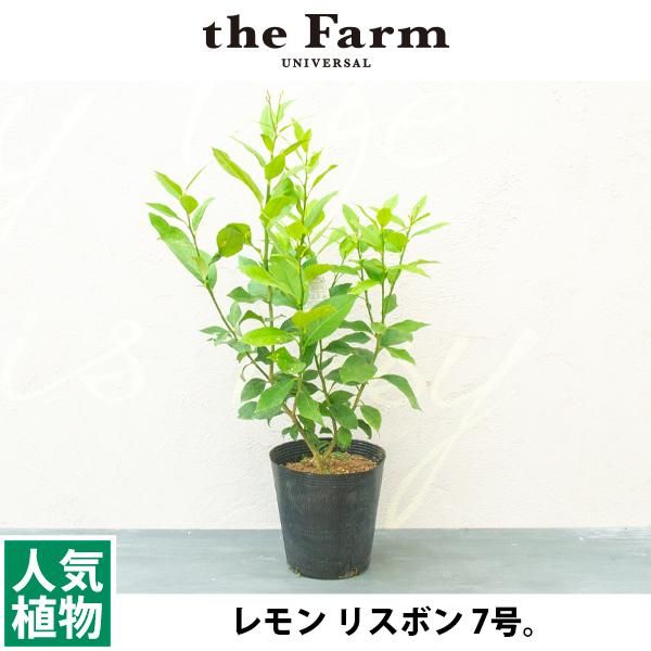 人気のレモン リスボンなどの果樹を通信販売 国内最大級のガーデンセンター The Farm Universal から人気の観葉植物 希少な塊根植物 珍しい多肉植物をお届けします