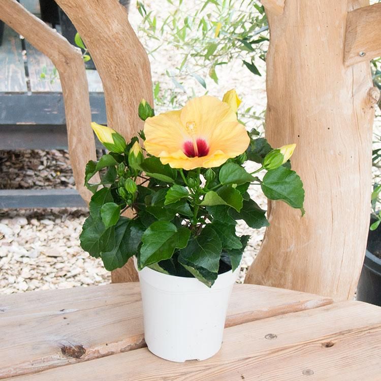 ハイビスカス Newロングライフ シリーズ アドニスイエロー 観葉植物 多肉植物 塊根植物の通販 ネットショップ The Farm Universal Online Store ハイビスカス Newロングライフ シリーズ アドニスイエロー 観葉植物 多肉植物 塊根植物の通販 ネットショップ The Farm Universal Online Store