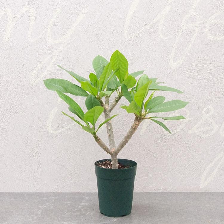 プルメリア ディバイン 観葉植物 多肉植物 塊根植物の通販 ネットショップ The Farm Universal Online Store プルメリア ディバイン 観葉植物 多肉植物 塊根植物の通販 ネットショップ The Farm Universal Online Store