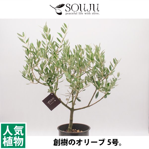 創樹のオリーブの通信販売・ネットショップ｜観葉植物・多肉植物、塊根植物の通販・ネットショップの『the Farm UNIVERSAL ONLINE  STORE』