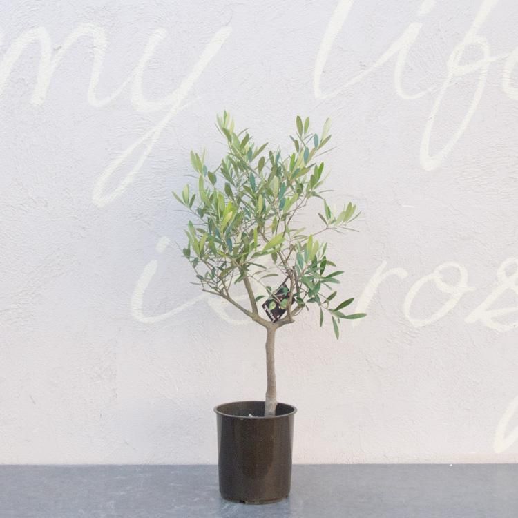 創樹のオリーブの通信販売 ネットショップ 観葉植物 多肉植物 塊根植物の通販 ネットショップの The Farm Universal Online Store 創樹のオリーブの通信販売 ネットショップ 観葉植物 多肉植物 塊根植物の通販 ネットショップの The Farm Universal Online Store