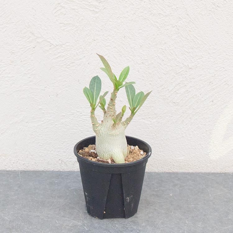 アデニウム バオバオフォームの通信販売 ネットショップ 観葉植物 多肉植物 塊根植物の通販 ネットショップの The Farm Universal Online Store アデニウム バオバオフォームの通信販売 ネットショップ 観葉植物 多肉植物 塊根植物の通販 ネットショップの The Farm Universal Online Store