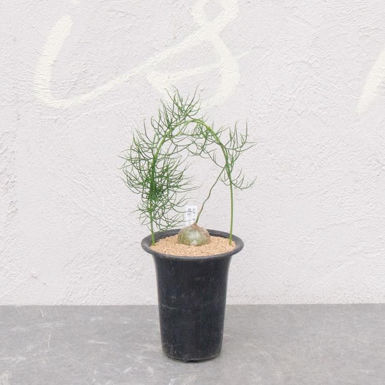 翡翠の輝き 蒼角殿 ソウカクデン の通信販売 ネットショップ 観葉植物 多肉植物 塊根植物の通販 ネットショップの The Farm Universal Online Store 翡翠の輝き 蒼角殿 ソウカクデン の通信販売 ネットショップ 観葉植物 多肉植物 塊根植物の通販 ネットショップの The Farm Universal Online Store