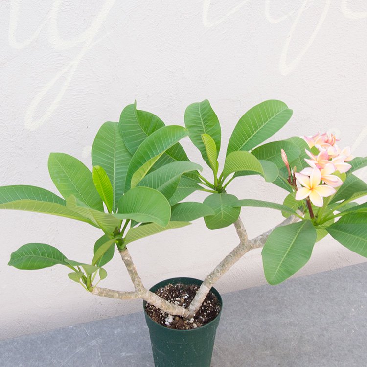 プルメリア カリフォルニアサンセット - 観葉植物・多肉植物・塊根植物の通販・ネットショップ｜the Farm UNIVERSAL ONLINE  STORE