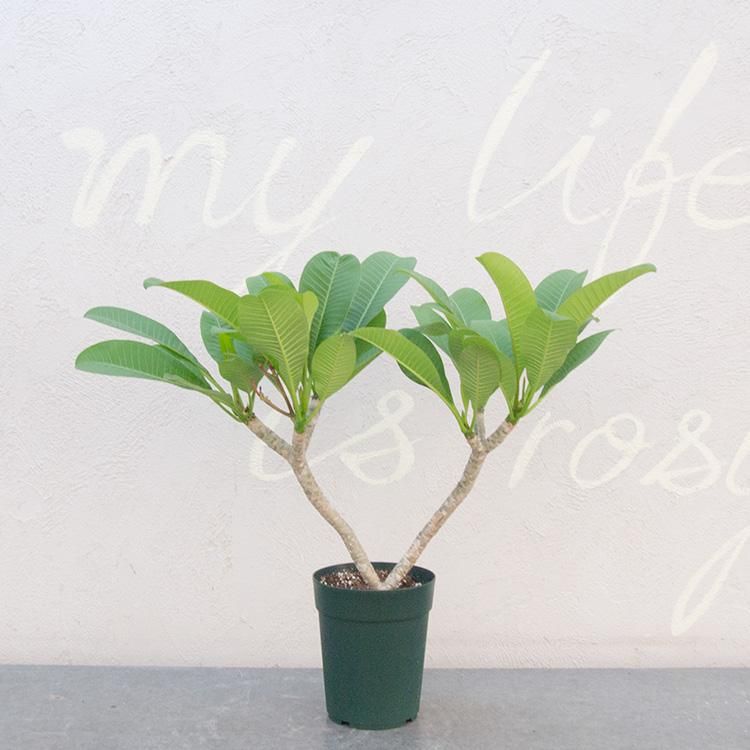 プルメリア カリフォルニアサンセット 観葉植物 多肉植物 塊根植物の通販 ネットショップ The Farm Universal Online Store プルメリア カリフォルニアサンセット 観葉植物 多肉植物 塊根植物の通販 ネットショップ The Farm Universal Online Store