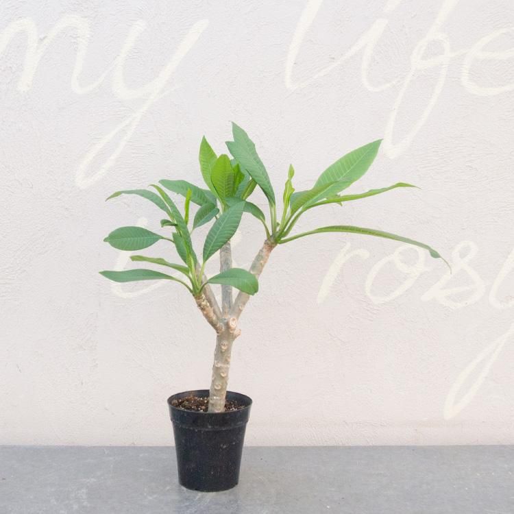 プルメリア ハニーポット 観葉植物 多肉植物 塊根植物の通販 ネットショップ The Farm Universal Online Store プルメリア ハニーポット 観葉植物 多肉植物 塊根植物の通販 ネットショップ The Farm Universal Online Store