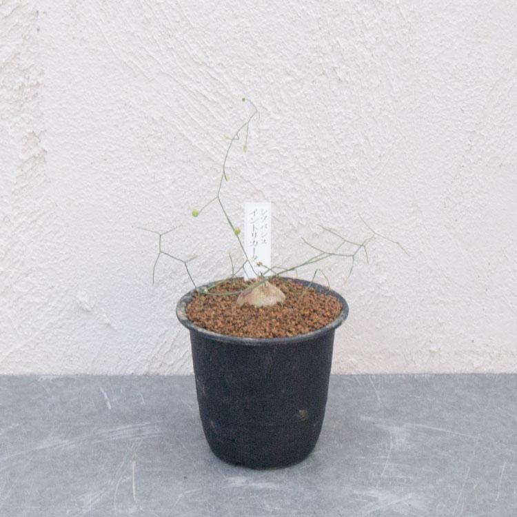 シゾバシス イントリカータの通信販売 ネットショップ 観葉植物 多肉植物 塊根植物の通販 ネットショップの The Farm Universal Online Store シゾバシス イントリカータの通信販売 ネットショップ 観葉植物 多肉植物 塊根植物の通販 ネットショップの The Farm Universal Online Store