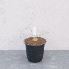 ユーフォルビア カナリエンシスの通信販売・ネットショップ｜観葉植物