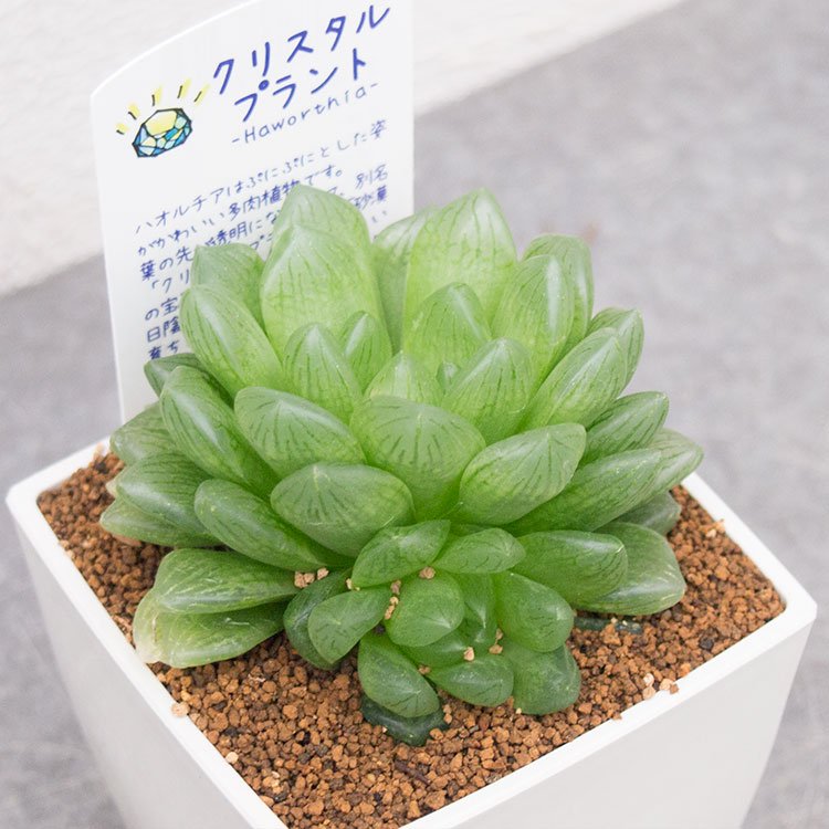 人気のハオルチア トランシエンスなどの多肉植物を通信販売 - 国内最大級のガーデンセンター「the Farm UNIVERSAL」から人気の観葉植物 、希少な塊根植物、珍しい多肉植物をお届けします。