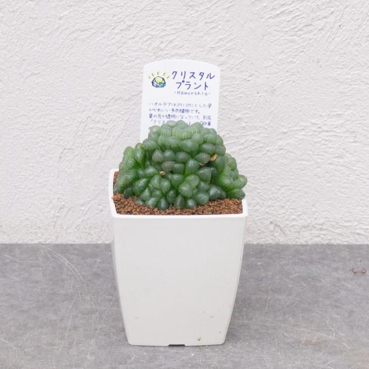 人気のハオルチア 雫石などの多肉植物を通信販売 国内最大級のガーデンセンター The Farm Universal から人気の観葉植物 希少な塊根 植物 珍しい多肉植物をお届けします 人気のハオルチア 雫石などの多肉植物を通信販売 国内最大級のガーデンセンター The Farm Universal から人気の観葉植物 希少な塊根 植物 珍しい多肉植物をお届けします