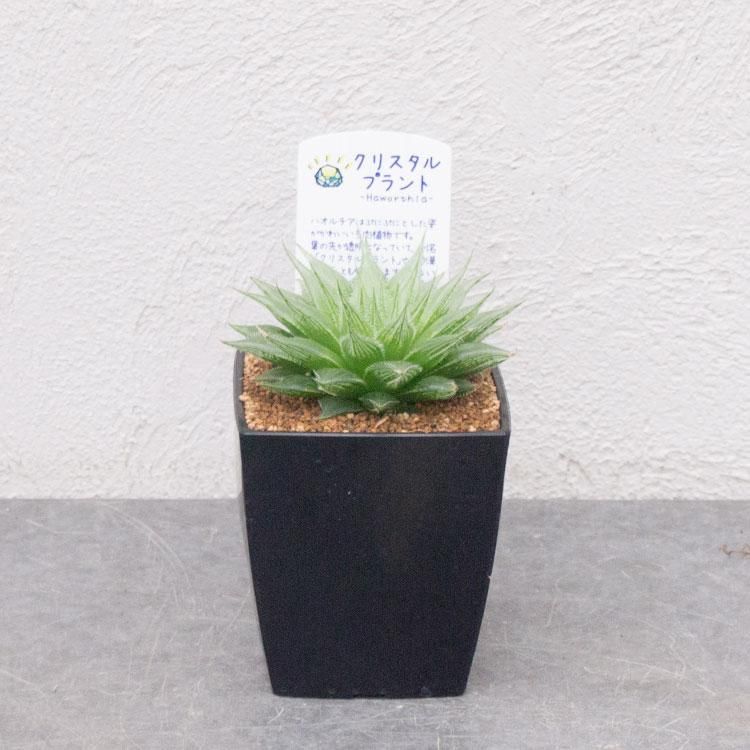 人気のハオルチア プリンセスドレスなどの多肉植物を通信販売 国内最大級のガーデンセンター The Farm Universal から人気の観葉植物 希少な塊根植物 珍しい多肉植物をお届けします