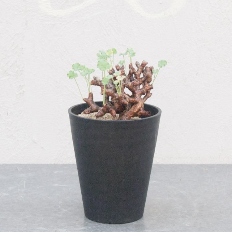 ペラルゴニウム ミラビレ - 観葉植物・多肉植物・塊根植物の通販 