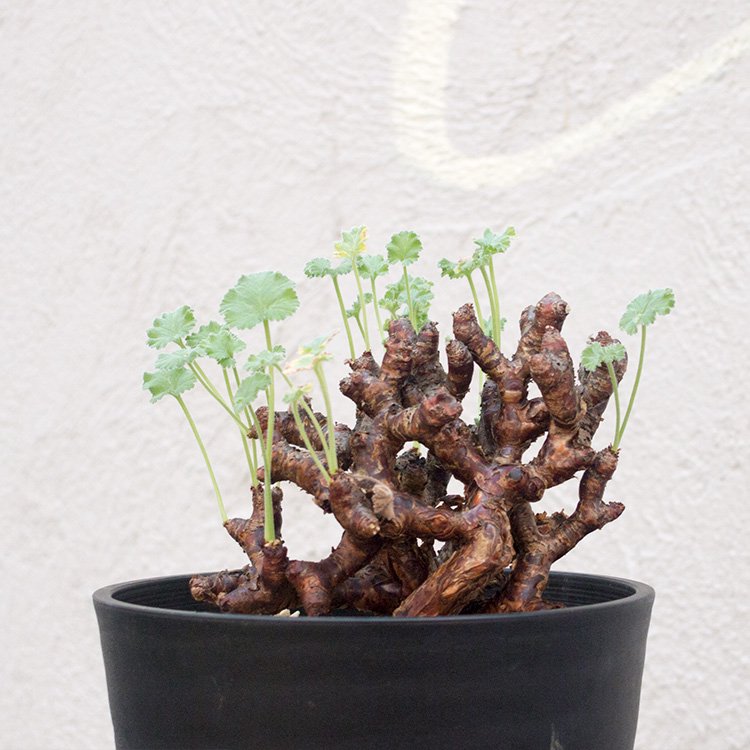 ペラルゴニウム ミラビレ - 観葉植物・多肉植物・塊根植物の通販