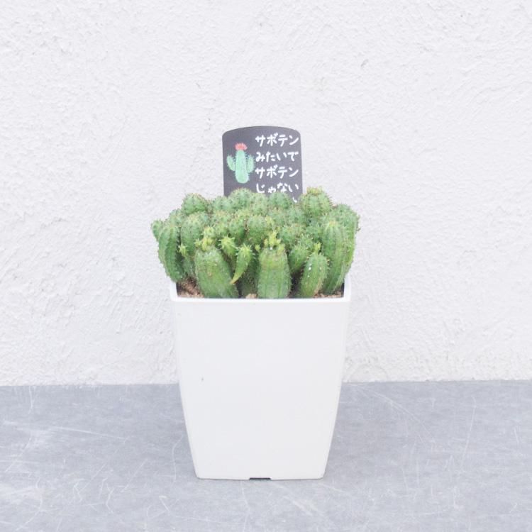 ユーフォルビア 米つぶキリンの通信販売 ネットショップ 観葉植物 多肉植物 塊根植物の通販 ネットショップの The Farm Universal Online Store ユーフォルビア 米つぶキリンの通信販売 ネットショップ 観葉植物 多肉植物 塊根植物の通販 ネットショップの The Farm Universal Online Store