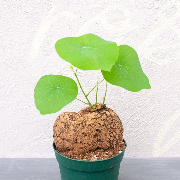 ステファニア ヴェノサの通信販売・ネットショップ｜観葉植物・多肉植物、塊根植物の通販・ネットショップの『the Farm UNIVERSAL  ONLINE STORE』