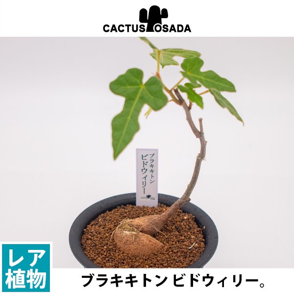 ブラキキトン ビドウィリーの通信販売・ネットショップ｜観葉植物・多肉植物、塊根植物の通販・ネットショップの『the Farm UNIVERSAL  ONLINE STORE』