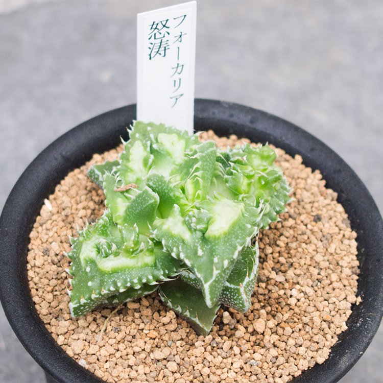 フォーカリア 怒涛の通信販売・ネットショップ｜観葉植物・多肉植物、塊根植物の通販・ネットショップの『the Farm UNIVERSAL ONLINE  STORE』