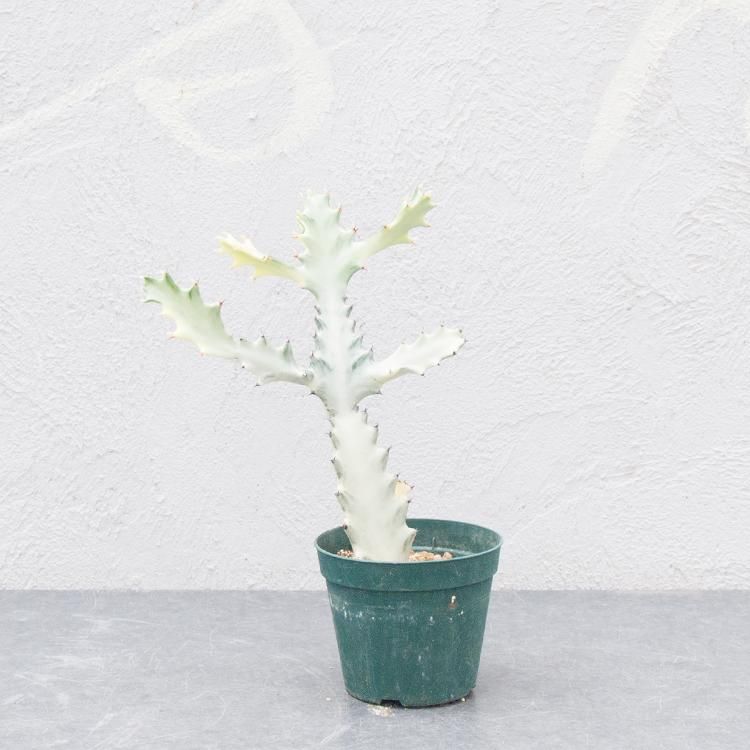 ホワイトゴーストの通信販売 ネットショップ 観葉植物 多肉植物 塊根植物の通販 ネットショップの The Farm Universal Online Store ホワイトゴーストの通信販売 ネットショップ 観葉植物 多肉植物 塊根植物の通販 ネットショップの The Farm Universal Online Store