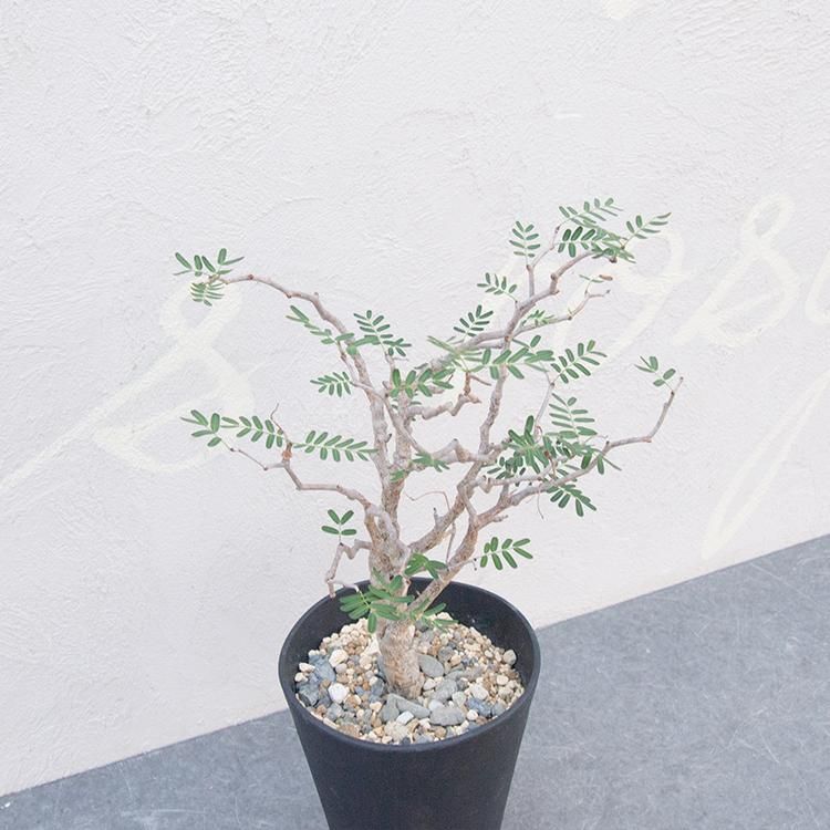 センナ メリディオナリスの通信販売 ネットショップ 観葉植物 多肉植物 塊根植物の通販 ネットショップの The Farm Universal Online Store センナ メリディオナリスの通信販売 ネットショップ 観葉植物 多肉植物 塊根植物の通販 ネットショップの The Farm Universal Online Store