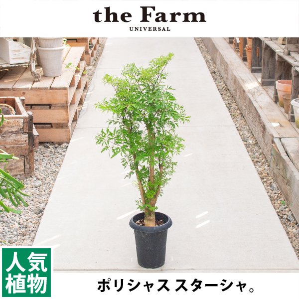 人気のポリシャス スターシャなどの観葉植物を通信販売 - 国内最大級のガーデンセンター「the Farm UNIVERSAL」から人気の観葉植物 、希少な塊根植物、珍しい多肉植物をお届けします。