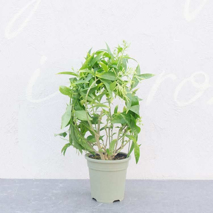 夜香木 5号 観葉植物 多肉植物 塊根植物の通販 ネットショップ The Farm Universal Online Store 夜香木 5号 観葉植物 多肉植物 塊根植物の通販 ネットショップ The Farm Universal Online Store
