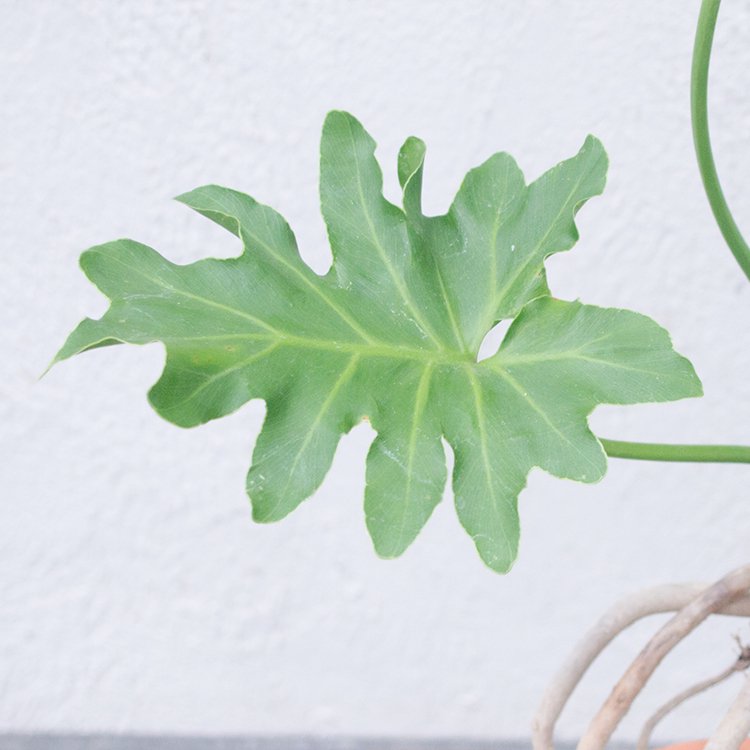 根上がりセロームの通信販売・ネットショップ｜観葉植物・多肉植物、塊根植物の通販・ネットショップの『the Farm UNIVERSAL ONLINE  STORE』