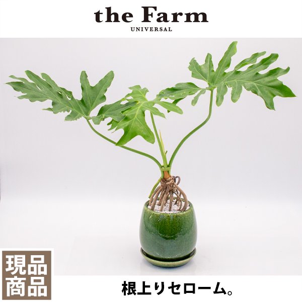 根上がりセロームの通信販売・ネットショップ｜観葉植物・多肉植物、塊根植物の通販・ネットショップの『the Farm UNIVERSAL ONLINE  STORE』