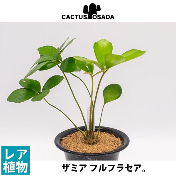 ザミア フルフラセアの通信販売・ネットショップ｜観葉植物・多肉植物、塊根植物の通販・ネットショップの『the Farm UNIVERSAL  ONLINE STORE』