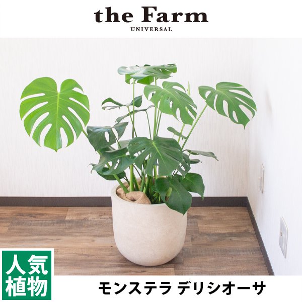 モンステラの通信販売・ネットショップ｜観葉植物・多肉植物、塊根植物の通販・ネットショップの『the Farm UNIVERSAL ONLINE  STORE』