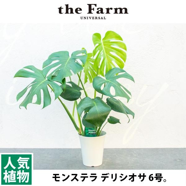 人気のモンステラ デリシオサなどの観葉植物を通信販売 国内最大級のガーデンセンター The Farm Universal から人気の観葉植物 希少な塊根植物 珍しい多肉植物をお届けします 人気のモンステラ デリシオサなどの観葉植物を通信販売 国内最大級のガーデンセンター The Farm Universal から人気の観葉植物 希少な塊根植物 珍しい多肉植物をお届けします