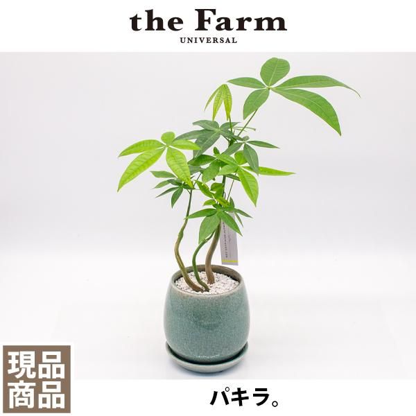 パキラの通信販売・ネットショップ｜観葉植物・多肉植物、塊根植物の 