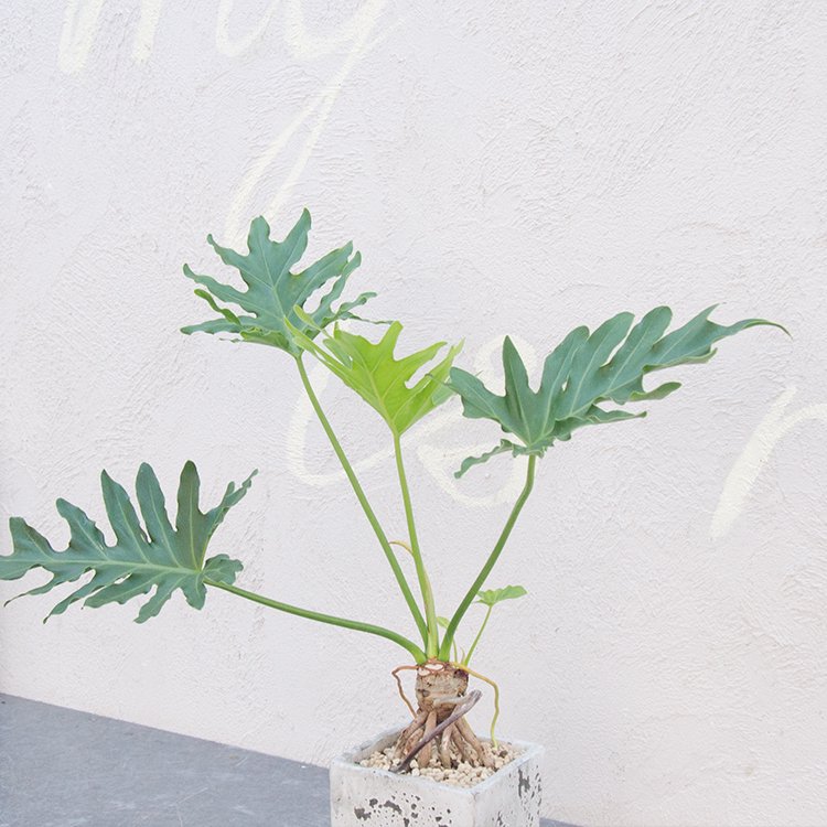 巨大セローム 高級観葉植物 根上がりが素敵 セローム立木 - 植物/観葉植物