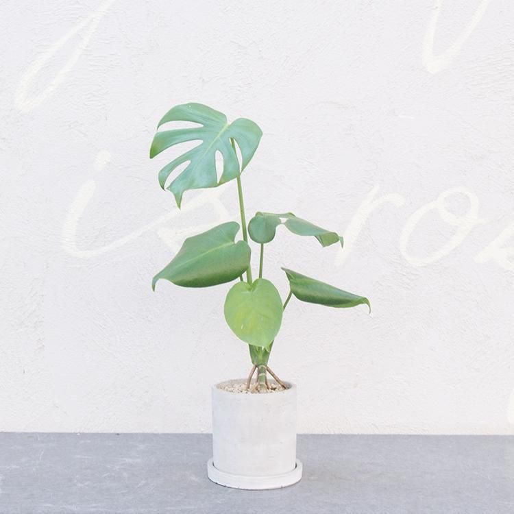 モンステラの通信販売 ネットショップ 観葉植物 多肉植物 塊根植物の通販 ネットショップの The Farm Universal Online Store モンステラの通信販売 ネットショップ 観葉植物 多肉植物 塊根植物の通販 ネットショップの The Farm Universal Online Store