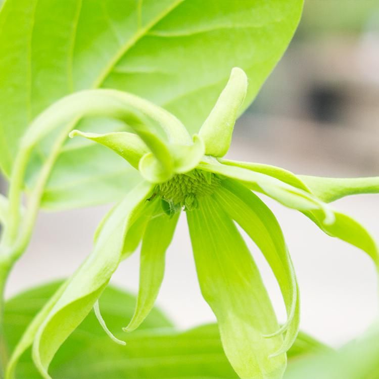 イランイランの通信販売 ネットショップ 観葉植物 多肉植物 塊根植物の通販 ネットショップの The Farm Universal Online Store イランイランの通信販売 ネットショップ 観葉植物 多肉植物 塊根植物の通販 ネットショップの The Farm Universal Online Store