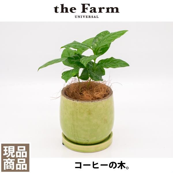 コーヒーの木の通信販売 ネットショップ 観葉植物 多肉植物 塊根植物の通販 ネットショップの The Farm Universal Online Store